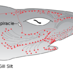 shark senses ampullae of lorenzeni