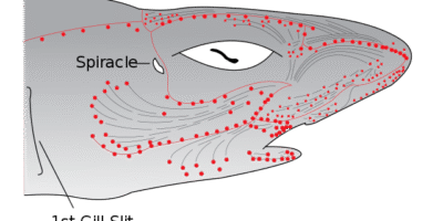 shark senses ampullae of lorenzeni