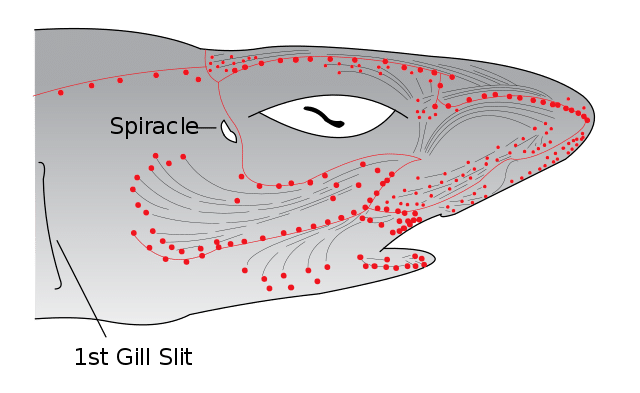 shark senses ampullae of lorenzeni