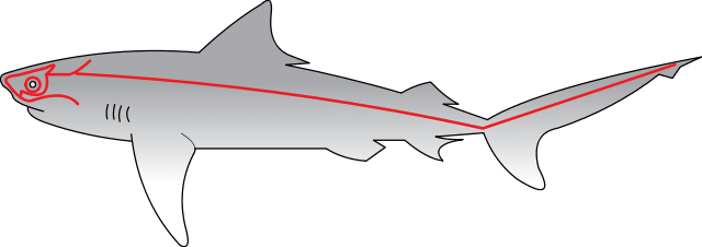 shark lateral line