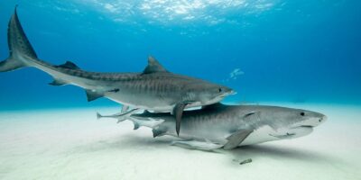 tiger beach shark diving bahamas