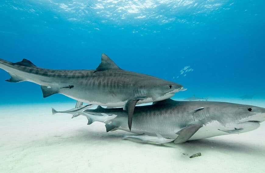tiger beach shark diving bahamas
