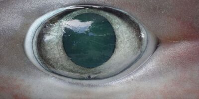 shark senses vision