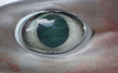 shark senses vision