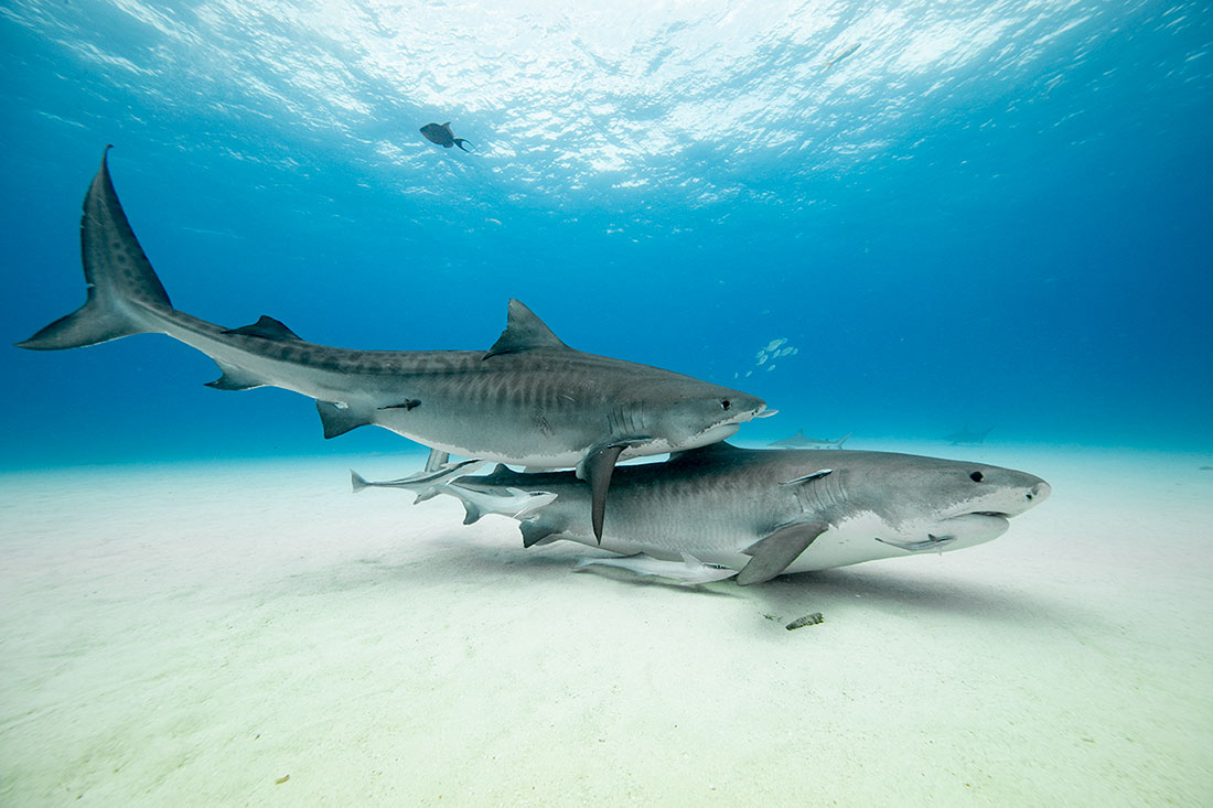 Bahamas Shark Diving - Tiger Beach, Great Hammerheads, Oceanics