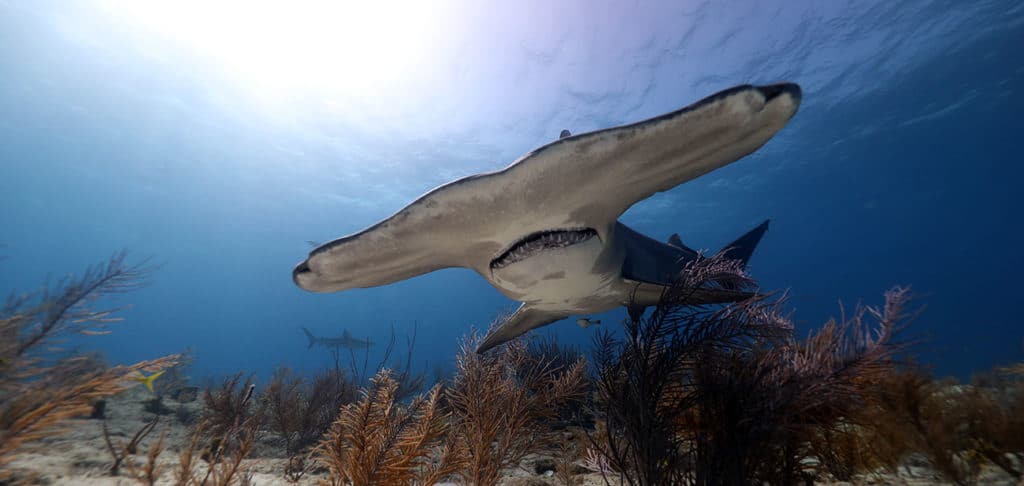 great hammerhead shark diving