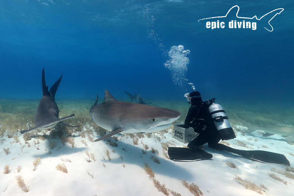 tiger beach great hammerhead shark