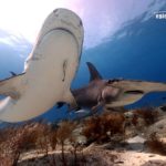 tiger beach great hammerhead shark diving