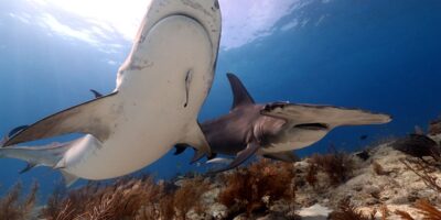tiger beach great hammerhead shark diving