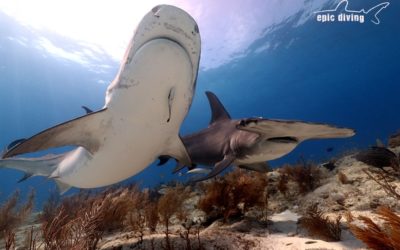 tiger beach great hammerhead shark diving