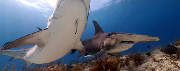 tiger beach great hammerhead shark diving