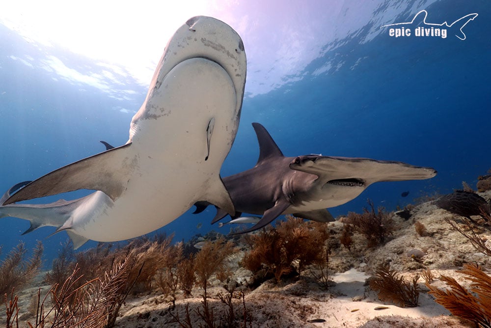 shark diving in the Bahamas