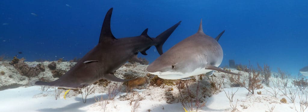 shark diving season with great hammerheads at Tiger Beach