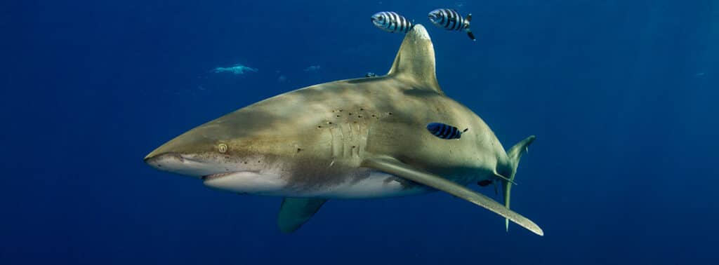 oceanic whitetip shark diving cat island