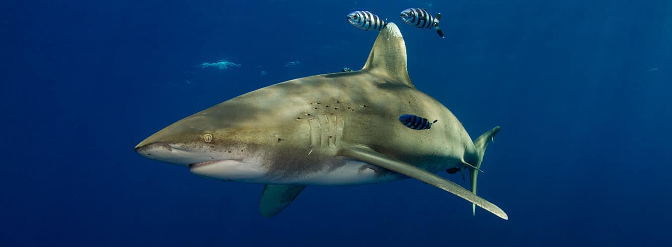 oceanic whitetip shark diving cat island