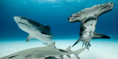 tiger shark and great hammerhead tiger beach bahamas