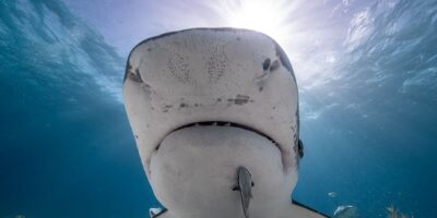 Natural light shark photography
