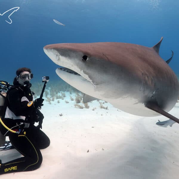 Reproductive Ecology of Tiger Sharks: Science at Tiger Beach