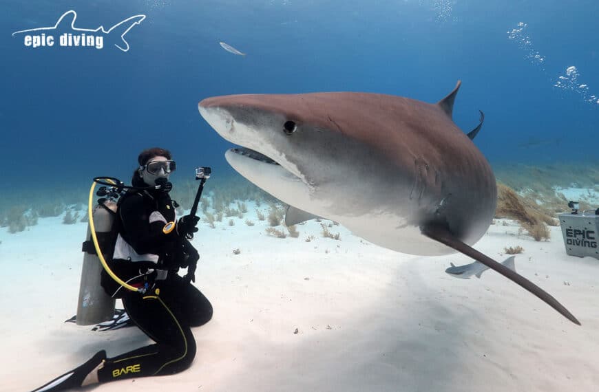 Reproductive Ecology of Tiger Sharks: Science at Tiger Beach