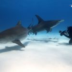 tiger shark great hammerhead bahamas