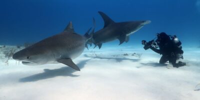 tiger shark great hammerhead bahamas