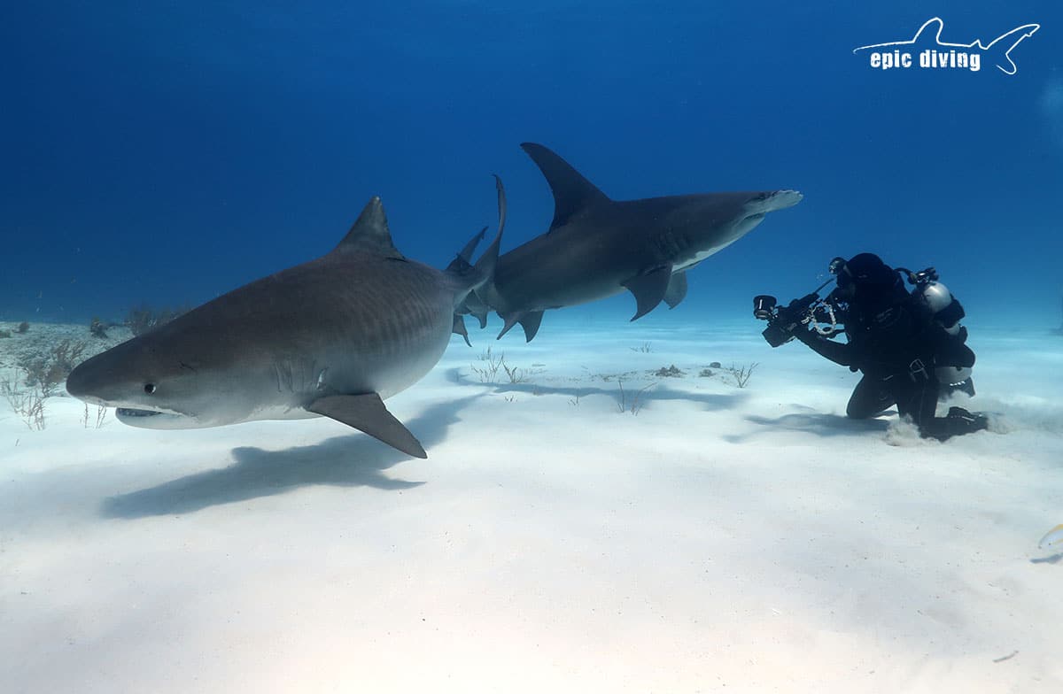 tiger shark great hammerhead bahamas