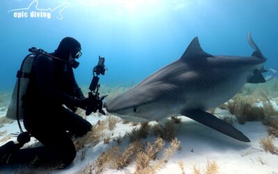 padi digital underwater photography