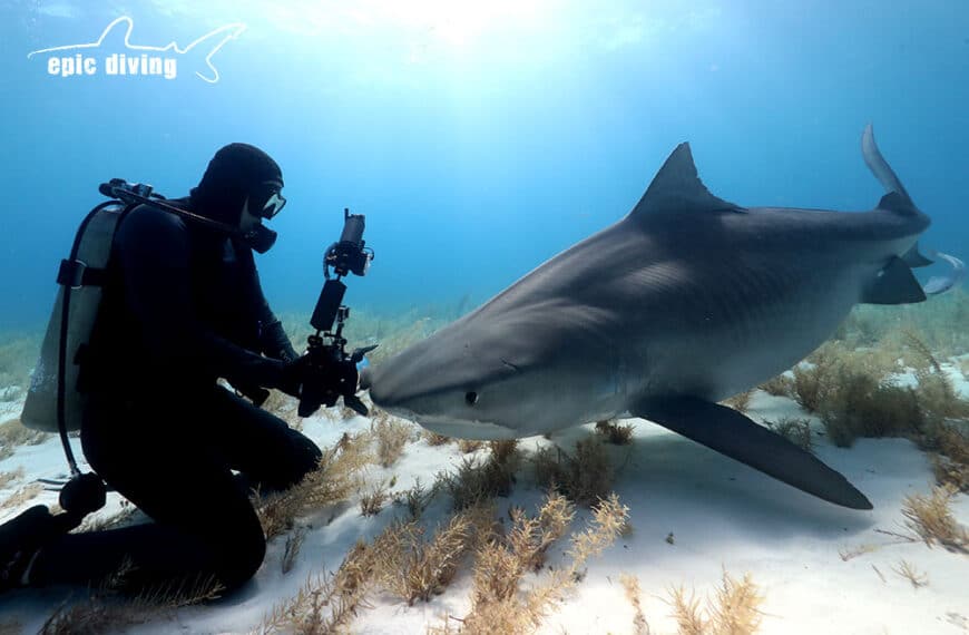 padi digital underwater photography