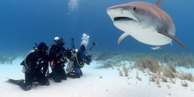 best shark diving bahamas
