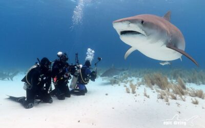 best shark diving bahamas