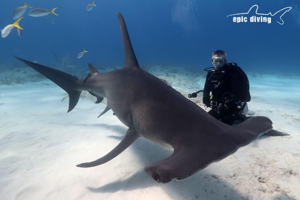 great hammerhead shark diving bahamas
