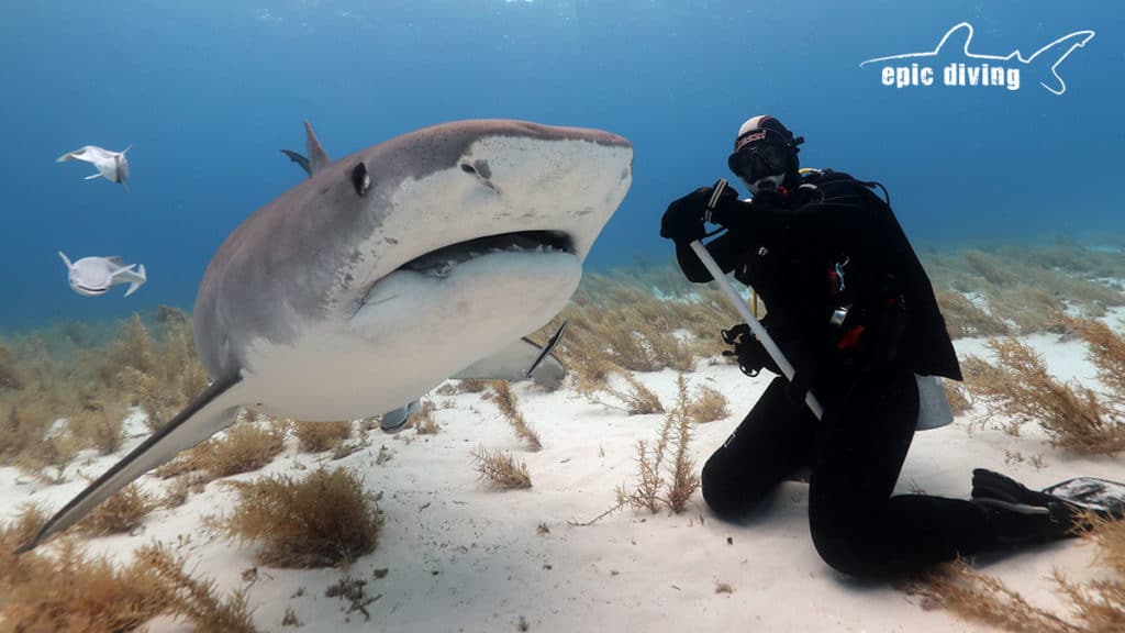 shark diving at tiger beach bahamas