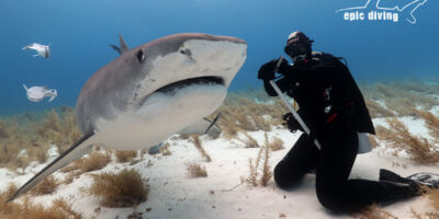 shark diving at tiger beach bahamas