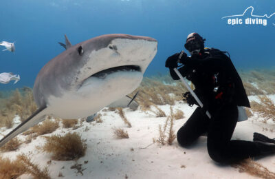shark diving at tiger beach bahamas