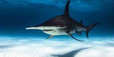 great hammerhead shark diving bahamas