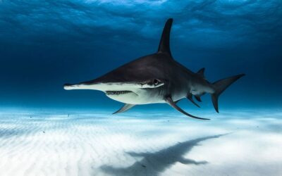 great hammerhead shark diving bahamas