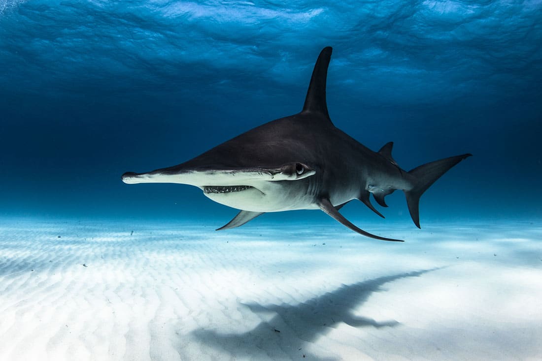 Where have all the Great Hammerheads Gone?