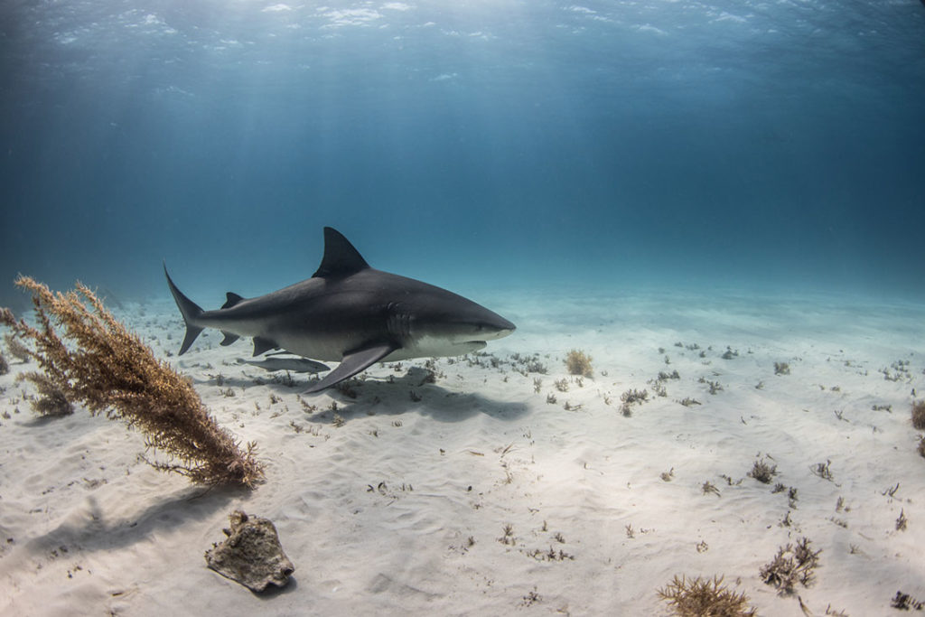 bull shark bahamas