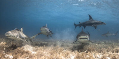 lemon bull tiger hammerhead reef shark bahamas