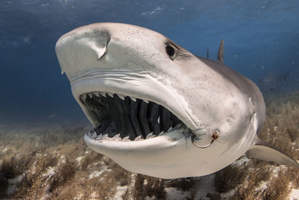 tiger shark teeth tiger beach bahamas