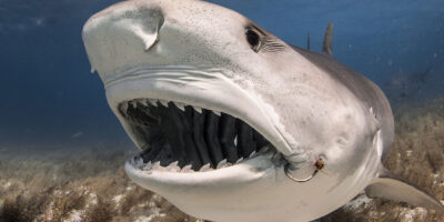 tiger shark teeth tiger beach bahamas