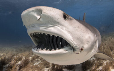 tiger shark teeth tiger beach bahamas