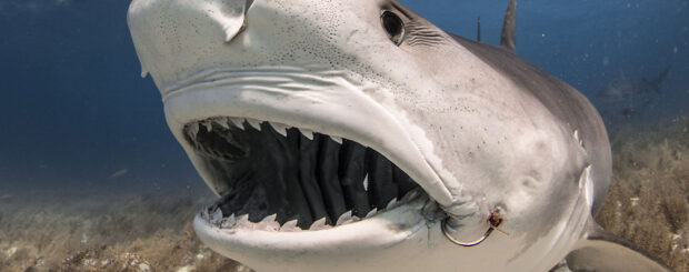 tiger shark teeth tiger beach bahamas
