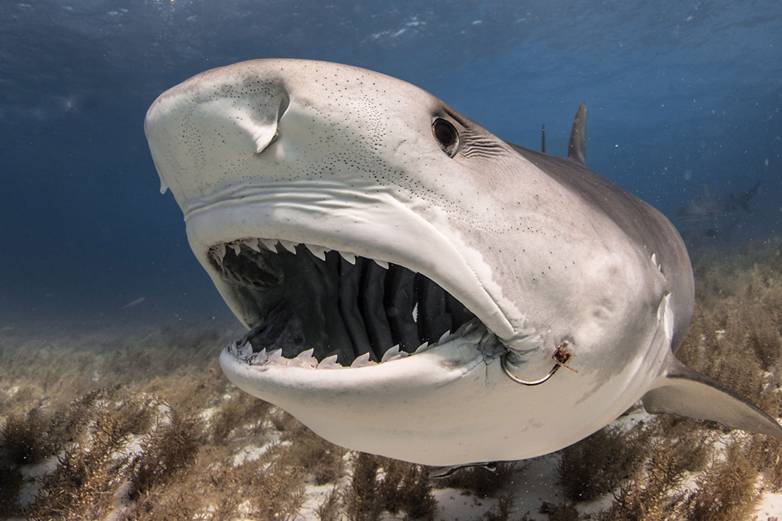 Shark Diving: A Masterclass