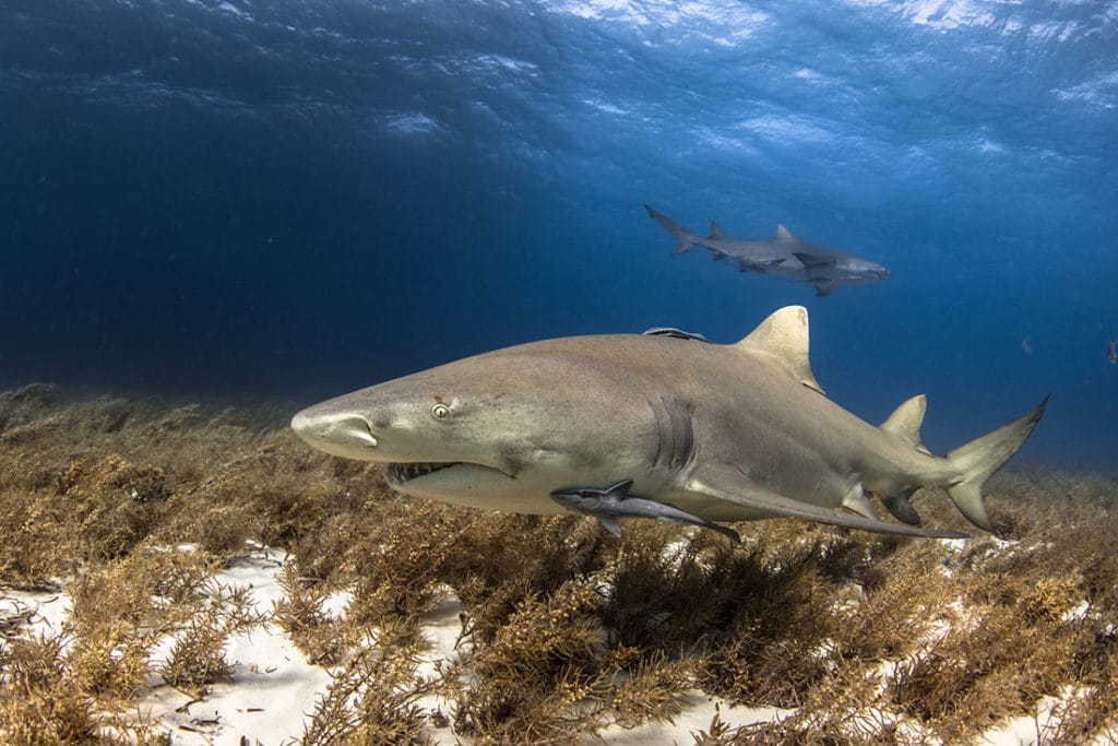 lemon shark scuba diving bahamas