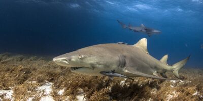 lemon shark scuba diving bahamas