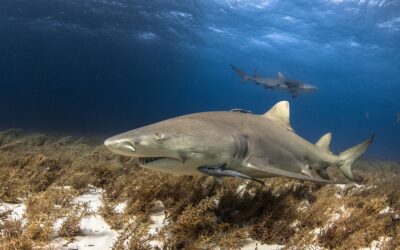 lemon shark scuba diving bahamas