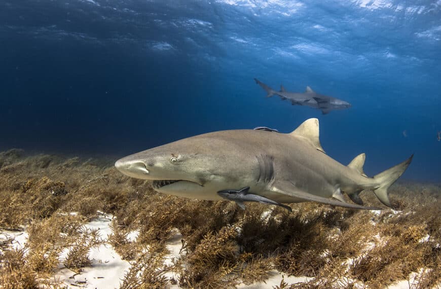 lemon shark scuba diving bahamas