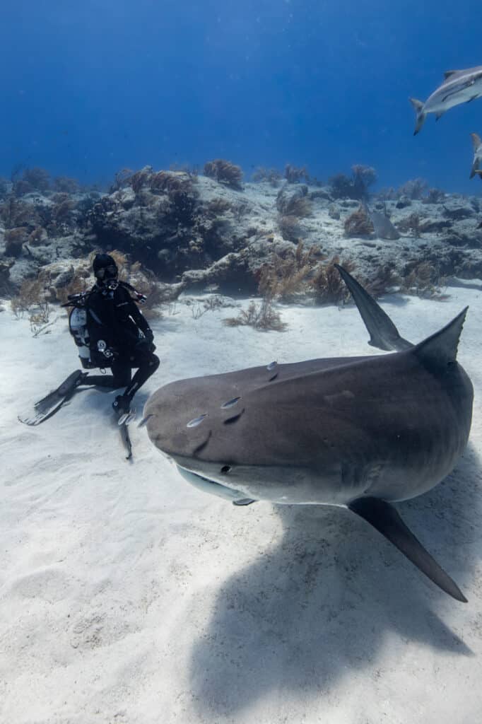 scuba diver with tiger shark bahamas