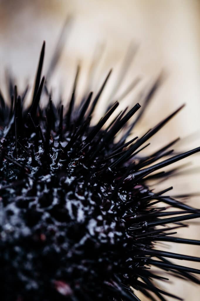 sea urchin spine sting